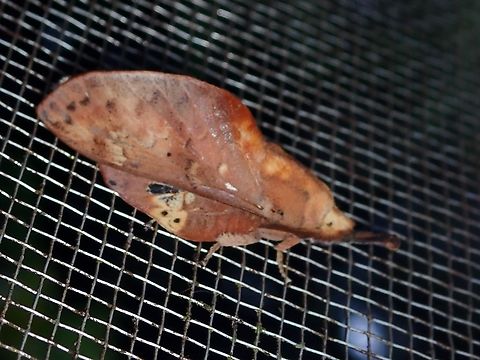 Lappet Moth - Gastropacha leopoldi  Gastropacha leopoldi,Lappet Moth,Malaysia,Moth,Sabah
