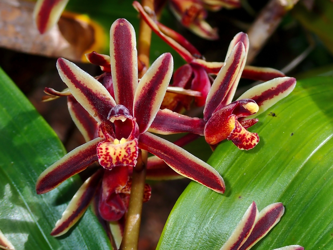 Orchid - Cymbidium bicolor pubescens  Cymbidium bicolor pubescens,Malaysia,Orchid,Sabah