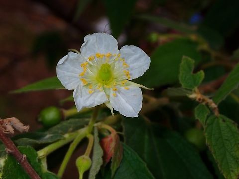 Calabur Tree - Muntingia calabura The fruits of this tree is a favourite snacks of quite a few species of birds. Calabur Tree,Flowers,Malaysia,Muntingia calabura,Sabah