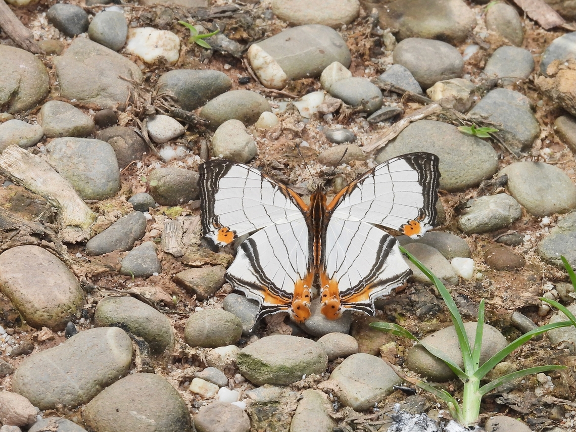 Straight-Line Map-Wing Butterfly - Cyrestis nivea            Butterly,Cyrestis nivea,Malaysia,Sabah,Straight-Line Map-Wing