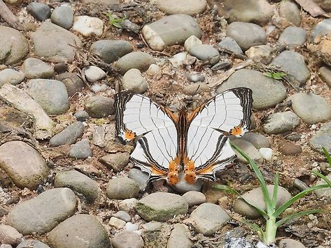 Straight-Line Map-Wing Butterfly - Cyrestis nivea            Butterly,Cyrestis nivea,Malaysia,Sabah,Straight-Line Map-Wing