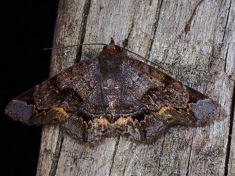Snouted Tiger Moth - Mecodina viridacea  Malaysia,Mecodina viridacea,Moth,Sabah,Snouted Tiger Moth