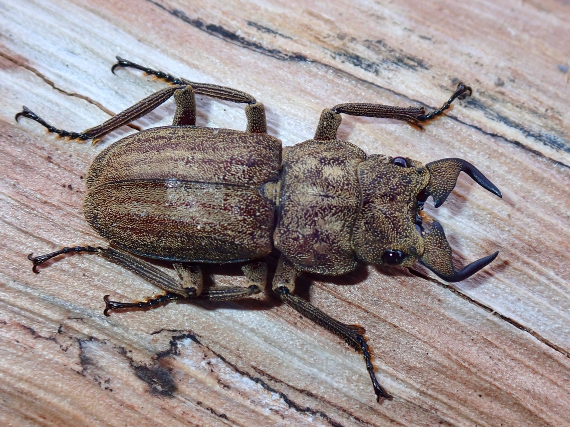 Stag Beetle - Eulepidius luridus  Beetle,Eulepidius luridus,Malaysia,Sabah,Stag Beetle