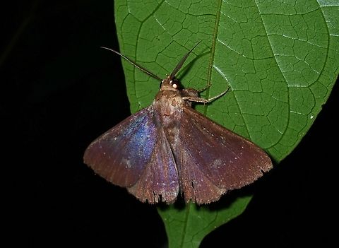 Moth - Platyja minutipuncta  Malaysia,Moth,Penang,Platyja minutipuncta