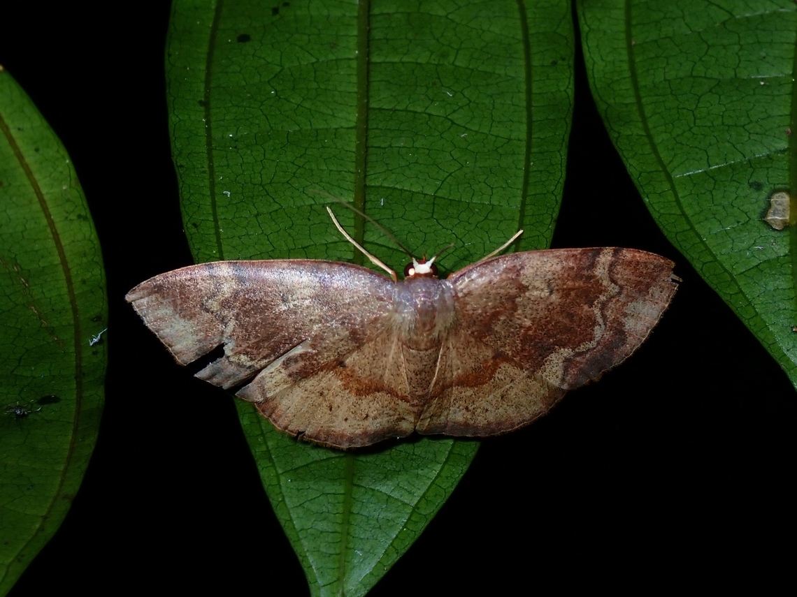 Moth - Scopula urnaria  Malaysia,Moth,Sabah,Scopula urnaria
