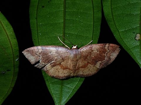 Moth - Scopula urnaria  Malaysia,Moth,Sabah,Scopula urnaria