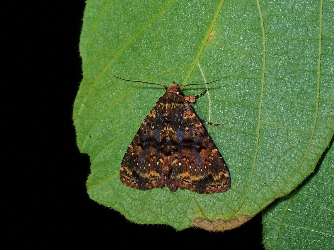Moth - Diomea diffusifascia  Diomea diffusifascia,Malaysia,Moth,Penang