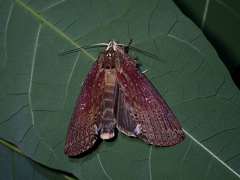 Prominent Moth - Besida xylinata  Besida xylinata,Malaysia,Moth,Penang,Prominent Moth