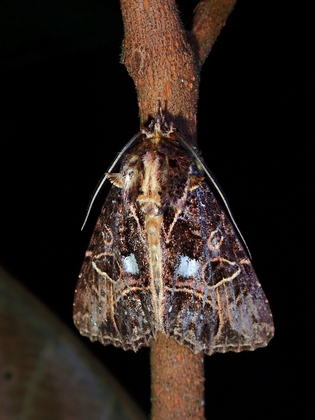 Moth - Ancara replicans  Ancara replicans,Malaysia,Moth,Penang,Replicans Noctuid Moth