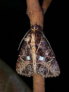 Moth - Ancara replicans  Ancara replicans,Malaysia,Moth,Penang,Replicans Noctuid Moth