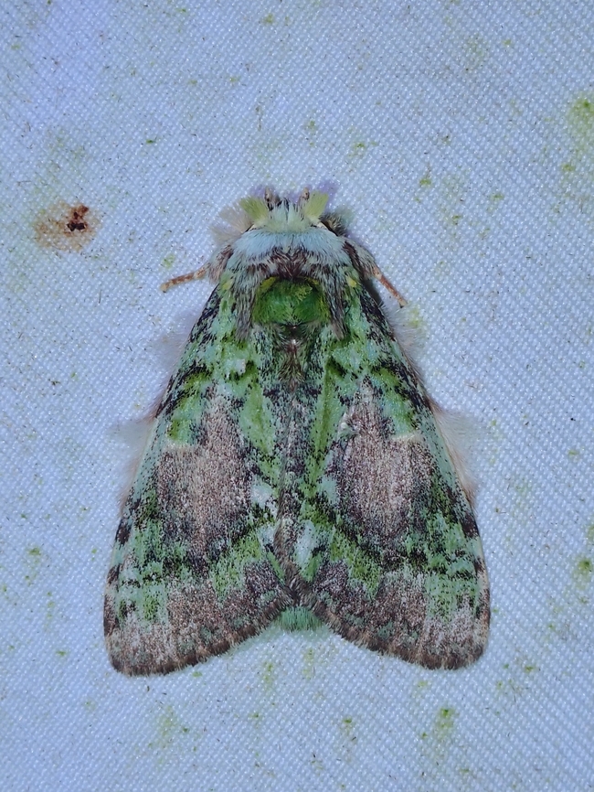 Prominent Moth - Somera viridifusca  Malaysia,Moth,Prominent moth,Sabah,Somera viridifusca