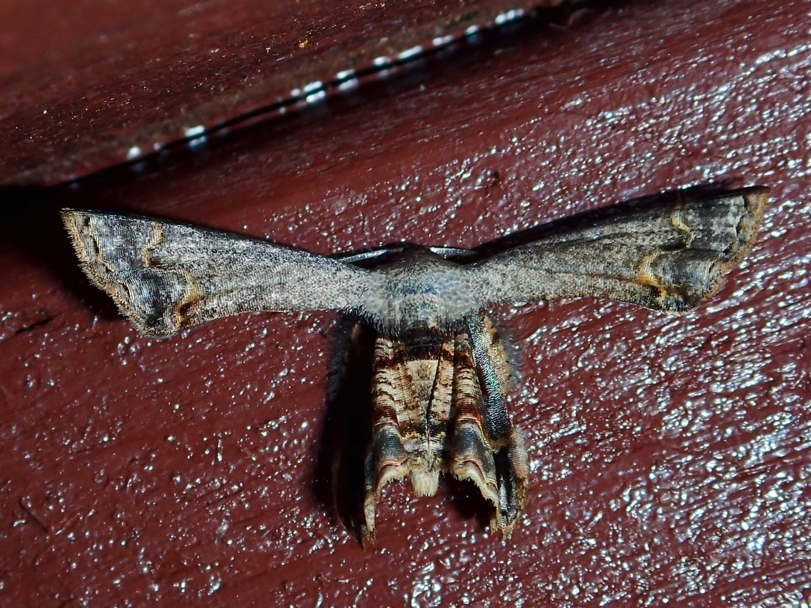 Scoopwing Moth - Phazaca erosioides  Malaysia,Moth,Phazaca erosioides,Sabah,Scoopwing Moth