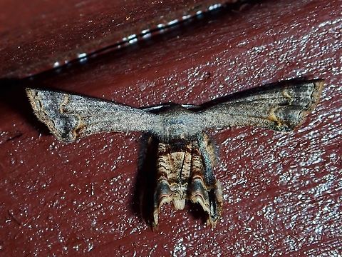 Scoopwing Moth - Phazaca erosioides  Malaysia,Moth,Phazaca erosioides,Sabah,Scoopwing Moth