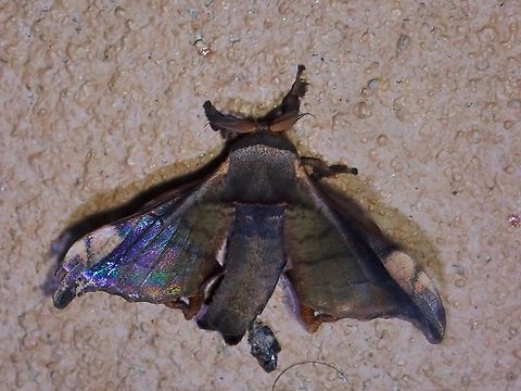 Silkmoth - Gunda javanica  Gunda javanica,Malaysia,Moth,Sabah,Silkmoth