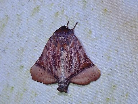 Tufted Moth - Diehlea tumida  Diehlea tumida,Malaysia,Moth,Sabah,Tufted Moth