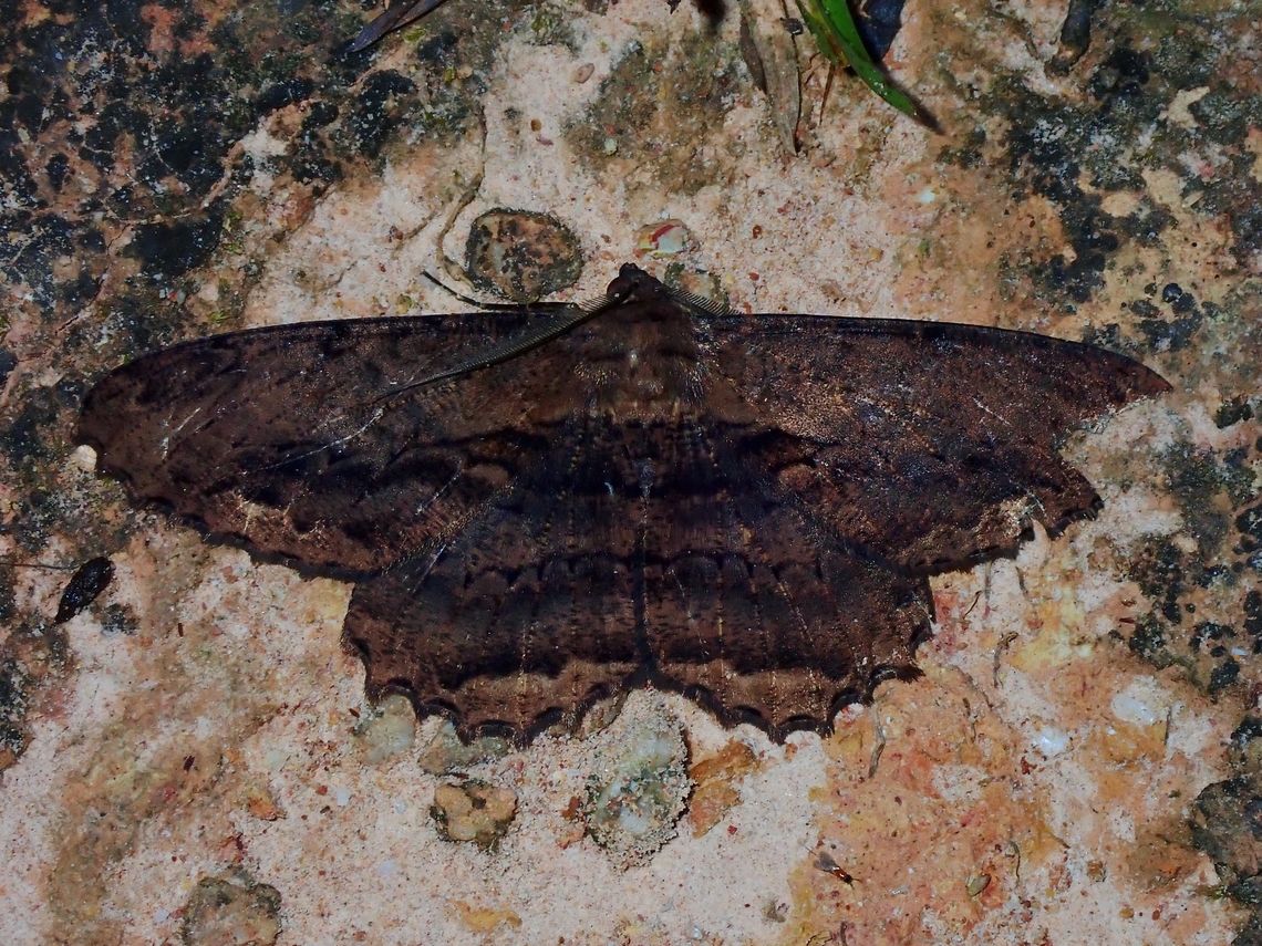 Moth - Chorodna scurobolima  Chorodna scurobolima,Malaysia,Moth,Sabah