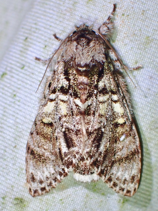 Prominent Moth - Suzukiana pallida  Malaysia,Moth,Prominent Moth,Sabah,Suzukiana pallida
