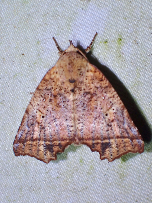 Moth - Lineopalpa birena  Lineopalpa birena,Malaysia,Moth,Sabah