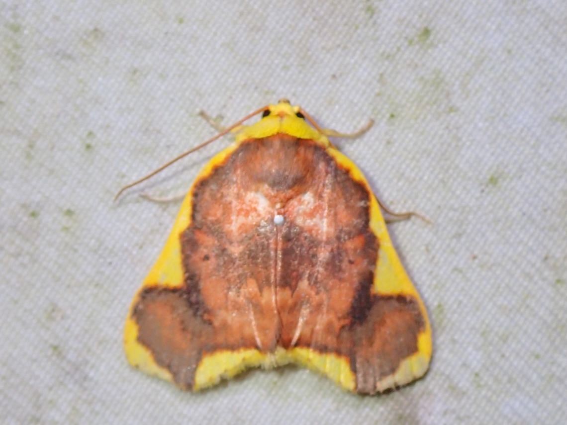 Tufted Moth - Chandica ayama  Chandica ayama,Malaysia,Moth,Sabah,Tufted Moth