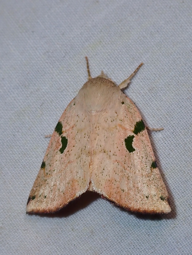 Moth - Chloroplaga pallida  Chloroplaga pallida,Malaysia,Moth,Sabah