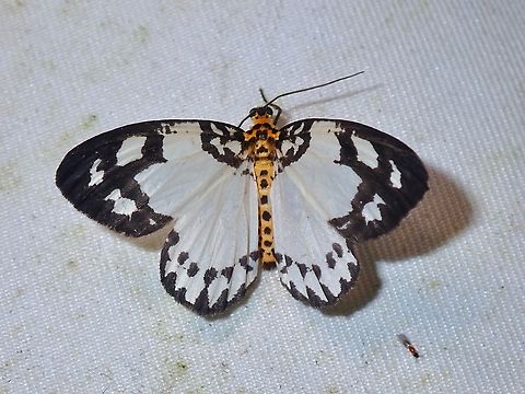 Moth - Abraxas intervacuata  Abraxas intervacuata,Malaysia,Moth,Sabah