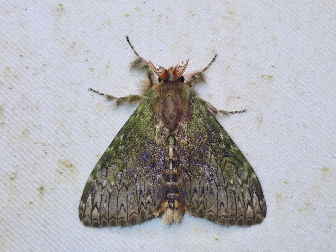 Tussock Moth - Ilema vaneeckei  Ilema vaneeckei,Malaysia,Moth,Sabah,Tussock Moth