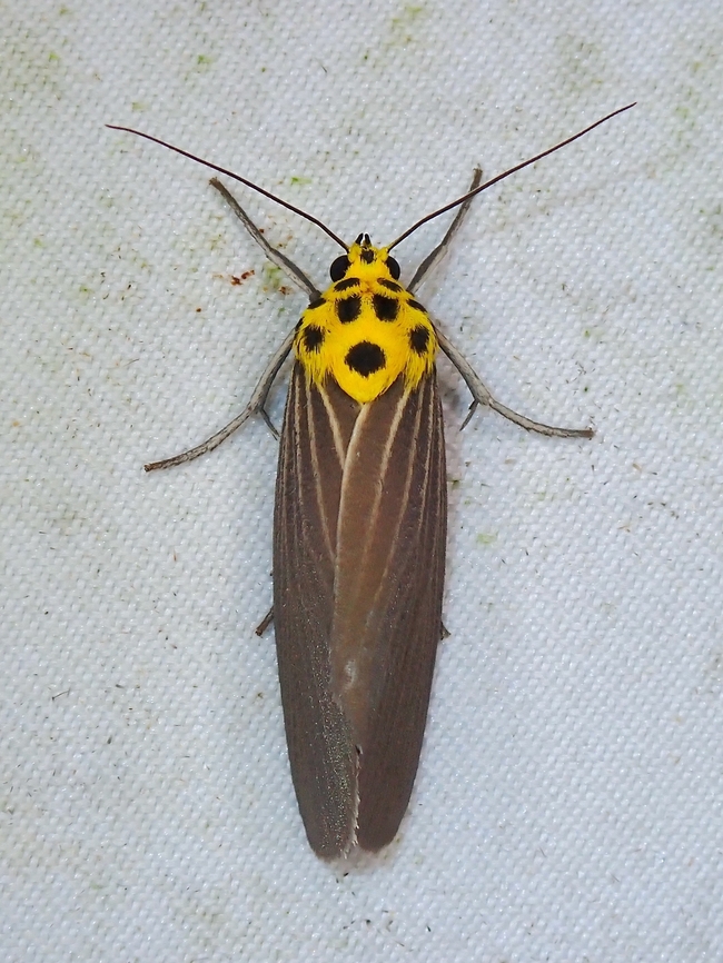 Tufted Moth - Baroa siamica  Baroa siamica,Malaysia,Moth,Sabah,Tufted Moth