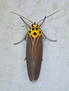 Tufted Moth - Baroa siamica  Baroa siamica,Malaysia,Moth,Sabah,Tufted Moth