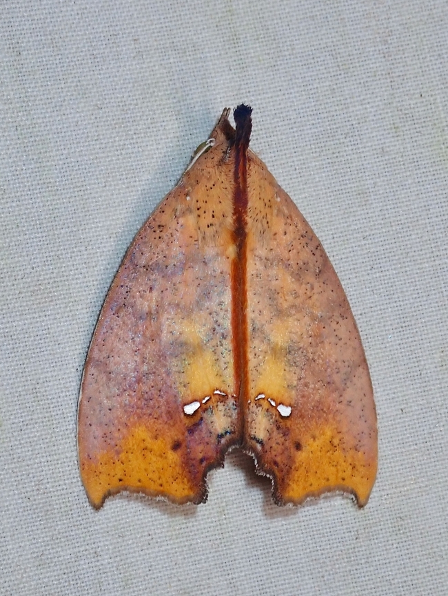 Moth - Hyperlopha flavipennis  Hyperlopha flavipennis,Malaysia,Moth,Sabah