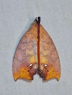Moth - Hyperlopha flavipennis  Hyperlopha flavipennis,Malaysia,Moth,Sabah