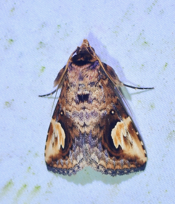 Moth - Pseudosphetta fissisigna  Malaysia,Moth,Pseudosphetta fissisigna,Sabah