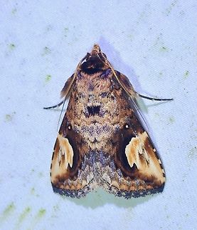 Moth - Pseudosphetta fissisigna  Malaysia,Moth,Pseudosphetta fissisigna,Sabah