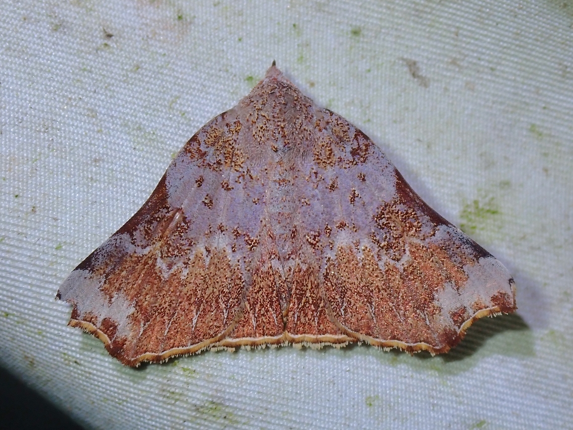 Moth - Goniophila excavata  Goniophila excavata,Malaysia,Moth,Sabah