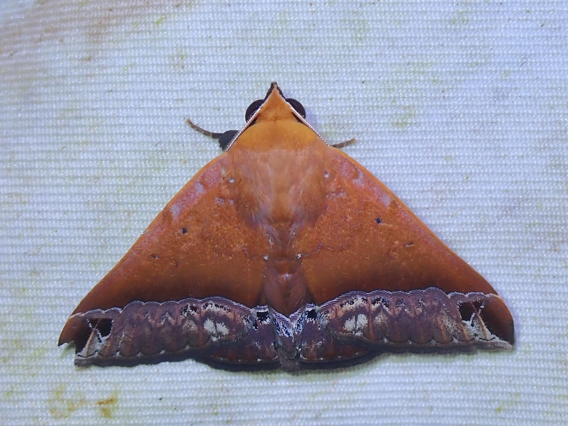 Moth - Delgamma pangonia  Delgamma pangonia,Malaysia,Moth,Sabah,Strawberry cutworm