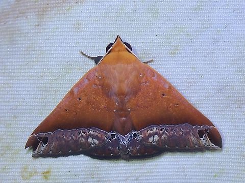 Moth - Delgamma pangonia  Delgamma pangonia,Malaysia,Moth,Sabah,Strawberry cutworm