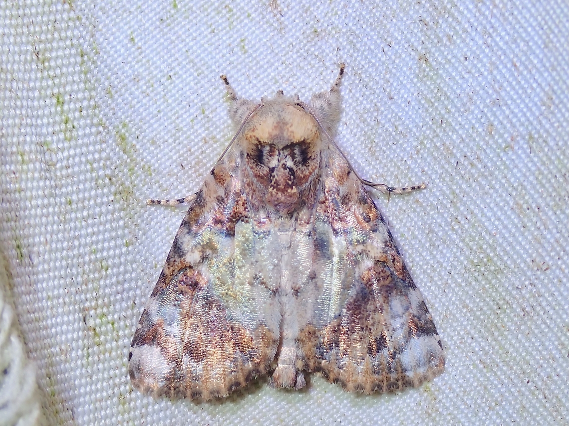 Tufted Moth - Beana terminigera  Beana terminigera,Malaysia,Moth,Sabah,Tufted Moth