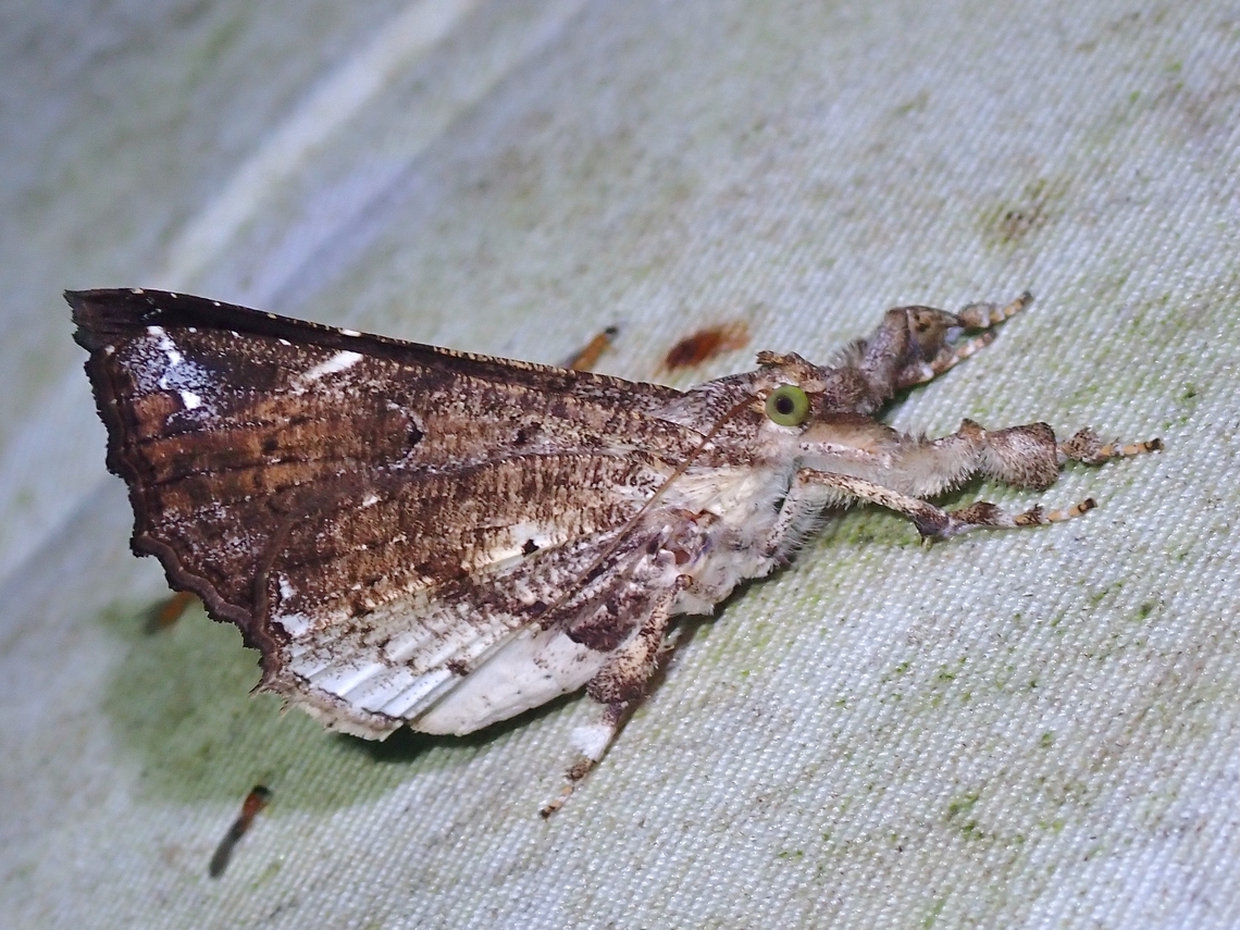 Moth - Masca abactalis  Malaysia,Masca abactalis,Moth,Sabah