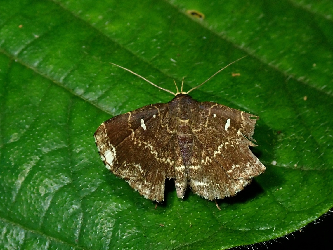 Litter Moth - Adrapsa orgyoides  Adrapsa orgyoides,Litter Moth,Malaysia,Moth,Sabah