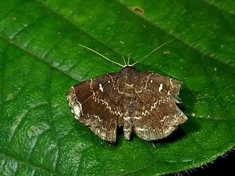 Litter Moth - Adrapsa orgyoides  Adrapsa orgyoides,Litter Moth,Malaysia,Moth,Sabah