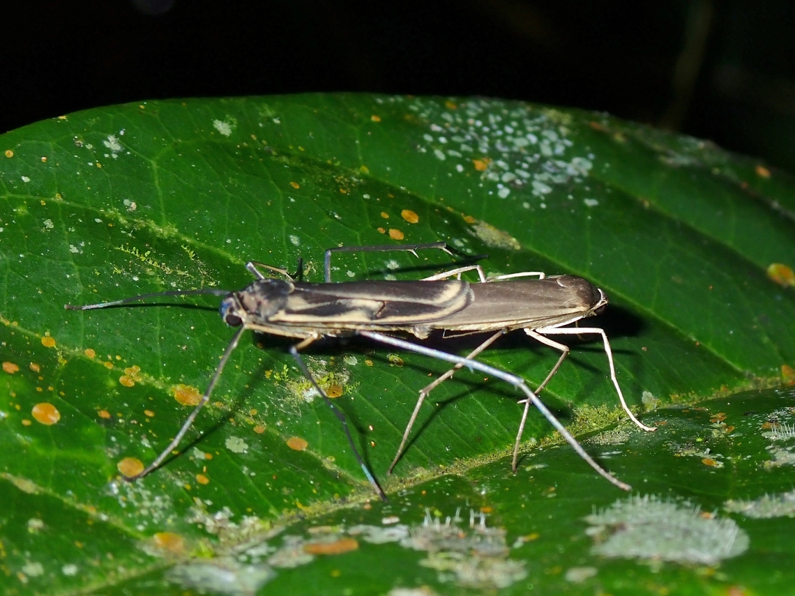 Lichen Moth - Longpesa longpesa  Lichen Moth,Longpesa longpesa,Malaysia,Moth,Pahang