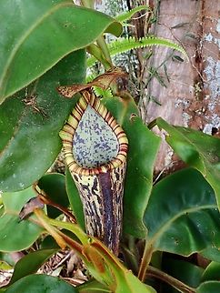 Pitcher Plant - Nepenthes stenophylla  Malaysia,Nepenthes stenophylla,Pitcher Plant,Sabah