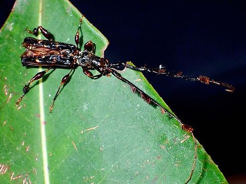 Longhorn Beetle - Diosyris miranda  Beetle,Diosyris miranda,Longhorn Beetle,Malaysia,Sabah