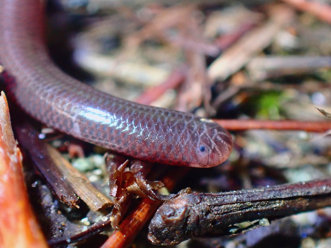 Blind but still has eyes! This Blindsnake looks like an earthworm until you take a closer look and can see the scales.  Also possible to see it sticking out it&#039;s tiny tongue but too challenging to get the tongue shot.  They may be blind, but still has eyes, as can be seen in the picture, the tiny black dot. Baguio,Benguet,Blindsnake,Brahminy Blindsnake,Indotyphlops braminus,Philippines,Snake
