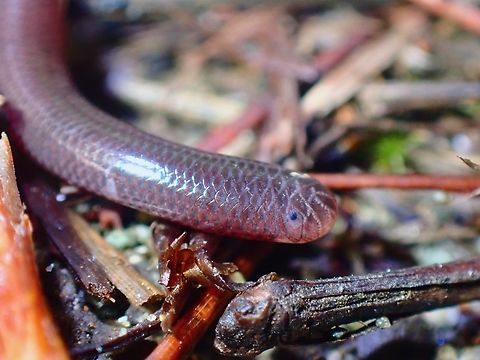 Blind but still has eyes! This Blindsnake looks like an earthworm until you take a closer look and can see the scales.  Also possible to see it sticking out it's tiny tongue but too challenging to get the tongue shot.  They may be blind, but still has eyes, as can be seen in the picture, the tiny black dot. Baguio,Benguet,Blindsnake,Brahminy Blindsnake,Indotyphlops braminus,Philippines,Snake
