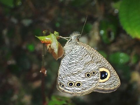 Common Five Ring - Ypthima baldus newboldi  Butterfly,Common Five Ring,Malaysia,Penang,Ypthima baldus newboldi