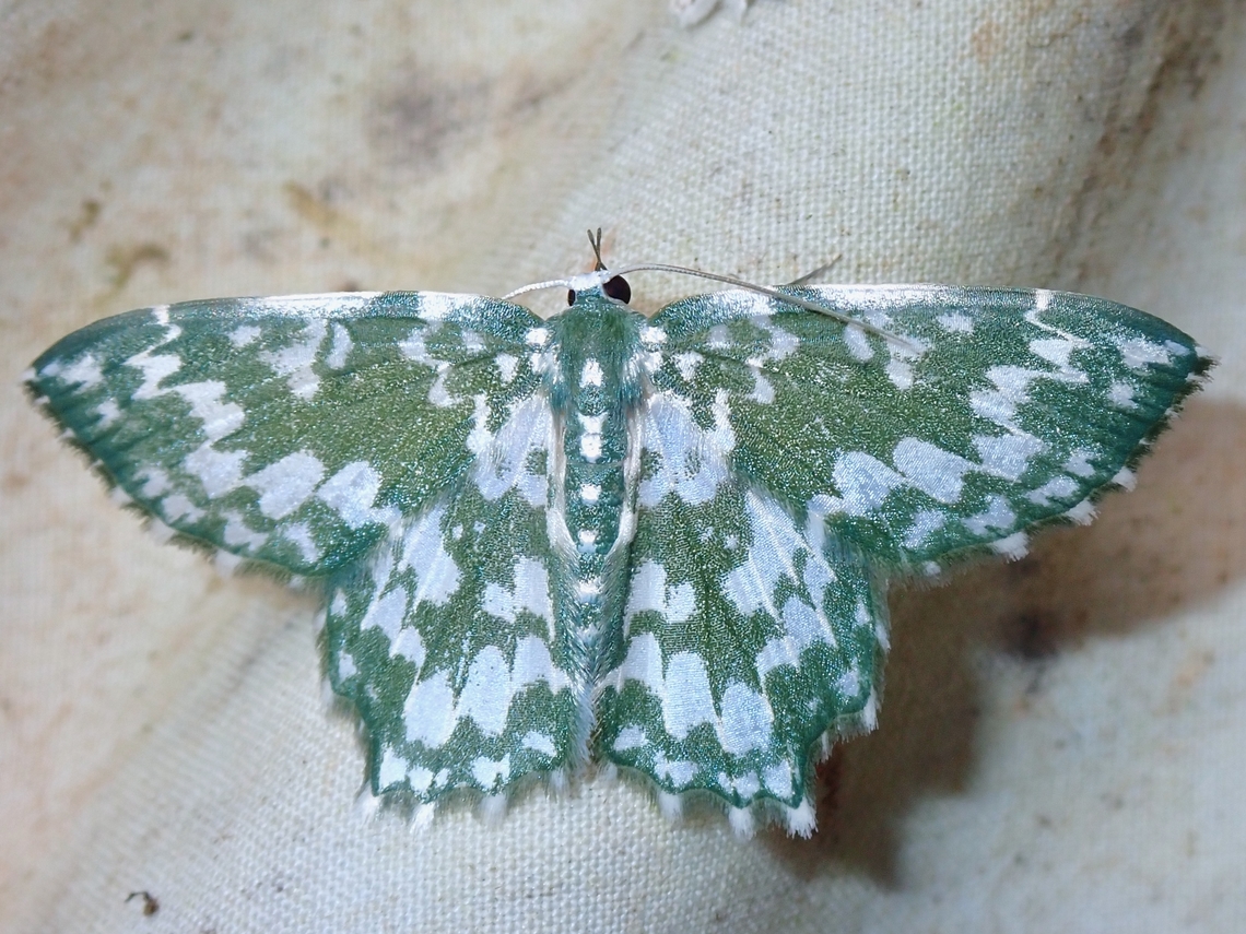 Moth - Berta albiplaga  Berta albiplaga,Malaysia,Moth,Sabah