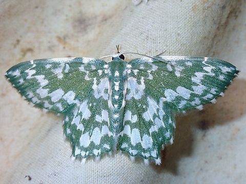 Moth - Berta albiplaga  Berta albiplaga,Malaysia,Moth,Sabah