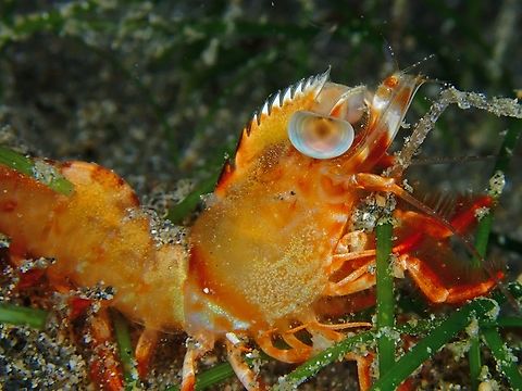 Humpback Prawn - Metapenaeopsis lamellata  Anilao,Batangas,Humpback Prawn,Metapenaeopsis lamellata,Philippines,Prawn