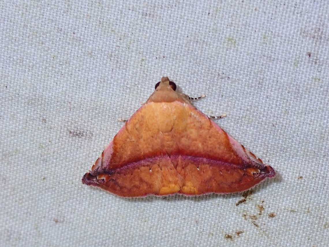 Moth - Eublemma crassiuscula  Eublemma crassiuscula,Malaysia,Moth,Sabah