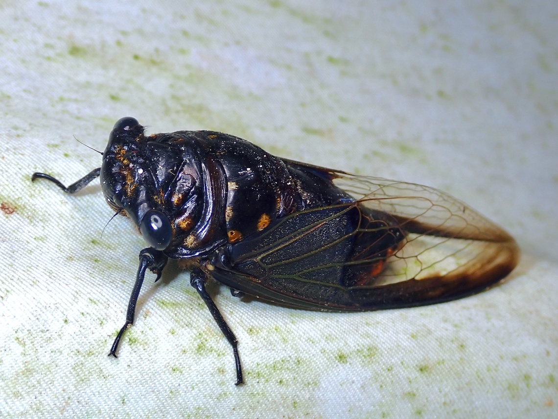 Batwing Cicada - Cryptotympana aquila  Batwing Cicada,Cicada,Cryptotympana aquila,Malaysia,Sabah